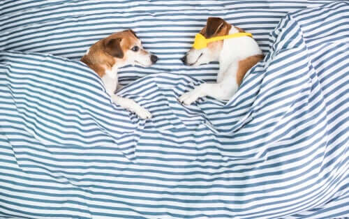 Hunde schlafen im Bett