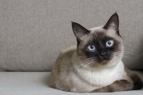 Katze blickt achtsam in die Kamera