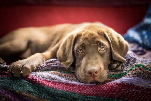 Kranke Fellnase schaut traurig in die Kamera