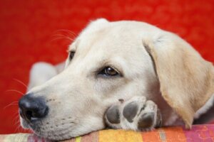 Ursachen für Lethargie bei Hunden