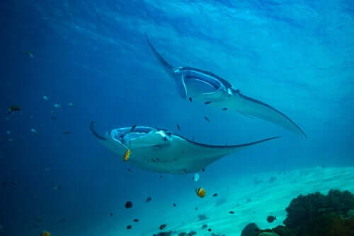 Mantarochen im Meer