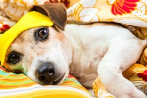 Schlafstörungen bei Hunden: Symptome und Ursachen