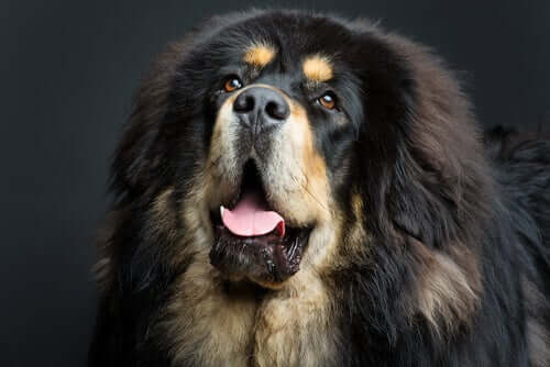 Tibetanischer Mastiff