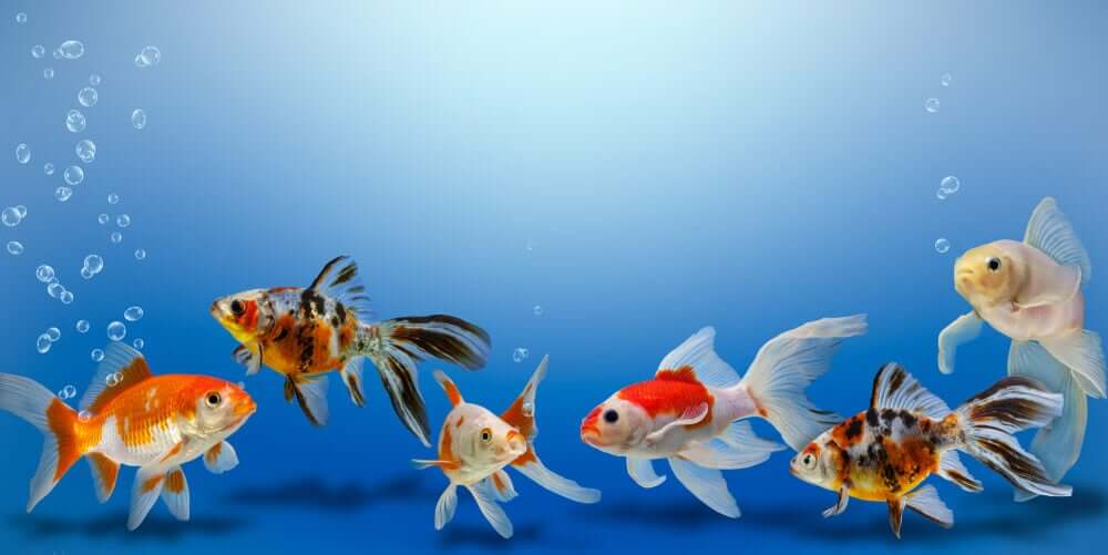Viele Goldfische