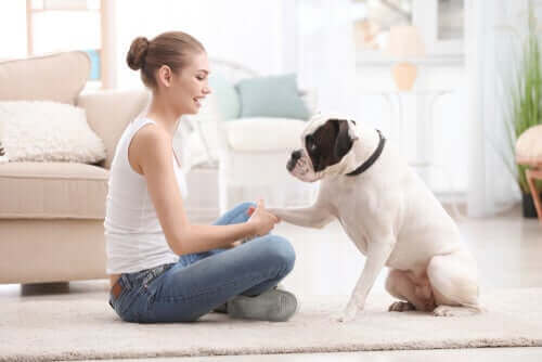 Training mit deinem Hund: Diese Dinge solltest du beachten