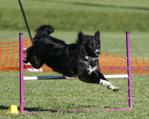 Training mit deinem Hund - Hund springt über eine Stange