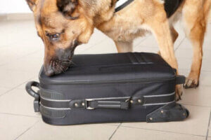 von Polizeihunden - Hund an einem Koffer
