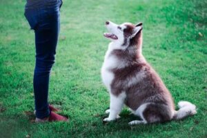 Training mit deinem Hund - Hund wartet auf Kommando