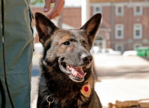 von Polizeihunden - Hund neben seinem Herrchen