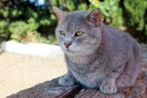 Katzen können auch sehr lange leben