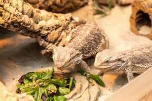 Haustiere mit der längsten Lebenserwartung - Geckos