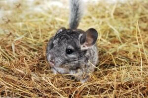 Haustiere mit der längsten Lebenserwartung - Chinchilla