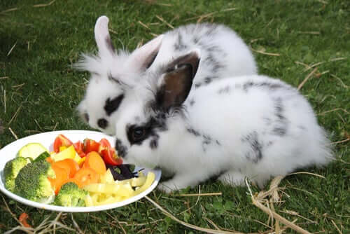 Glückliche Kaninchen vor der Futterschale