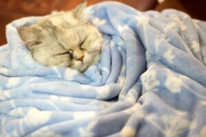 Halten Katzen Winterschlaf?