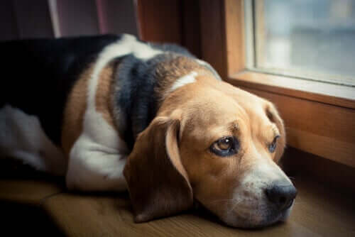 Hund schaut traurig aus dem Fenster