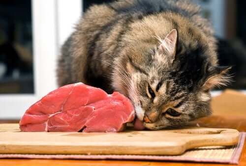 Katze kaut an einem Stück Fleisch in der Küche