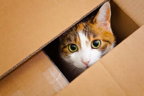 Katze schaut aus der Kiste