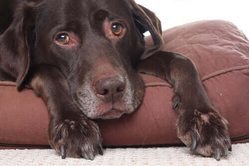 Gelenkschmerzen und Kopfschmerzen bei Hunden