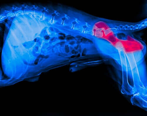 Röntgenbild der Hüfte