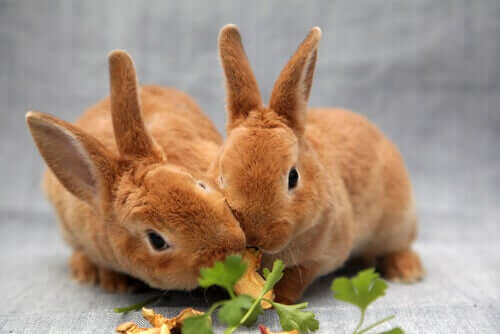 Schädliches Futter für Kaninchen