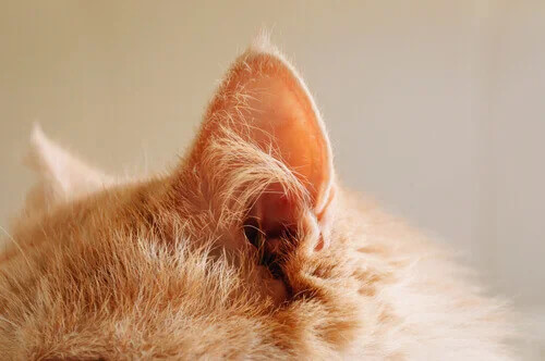Taubheit bei Katzen: 5 Tipps für Pflege und Kommunikation