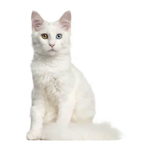 Taubheit bei weißen Katzen