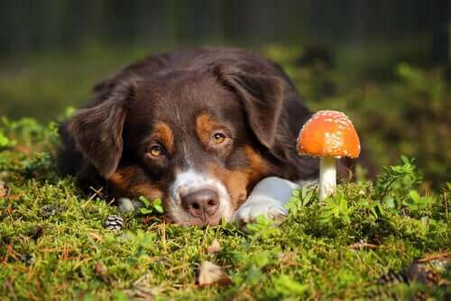 Pilzvergiftung bei Hunden: Symptome und Behandlung
