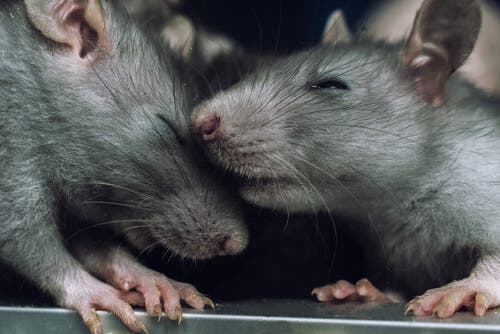 Können auch Ratten Empathie empfinden?