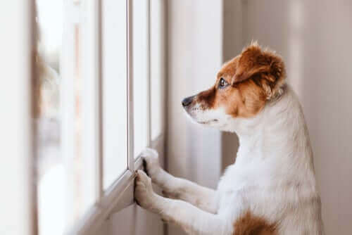 Hunde, die an Wänden lecken - mögliche Ursachen