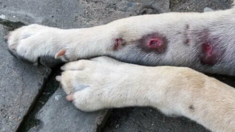 Geschwollene Beine bei Hunden: Ursachen und Symptome