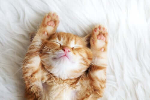 Kamille - Katze auf einem Bett