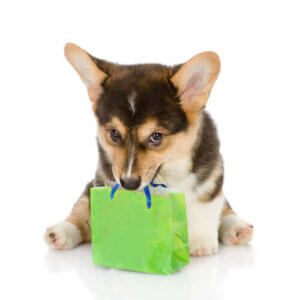 Rassehund - Welpe mit Papiertüte