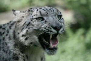 Wildkatzen in Gefangenschaft - Schneeleopard
