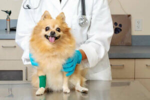 geschwollene Beine - Hund beim Tierarzt