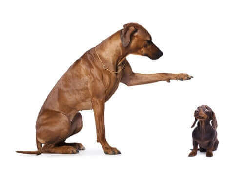 Hund kastrieren - großer und kleiner Hund