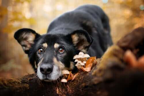 Pilzvergiftung bei Hunden Symptome und Behandlung Deine Tiere