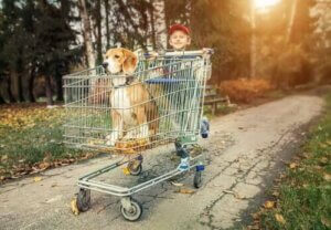 Rassehund - Junge schiebt Hund im Einkaufswagen