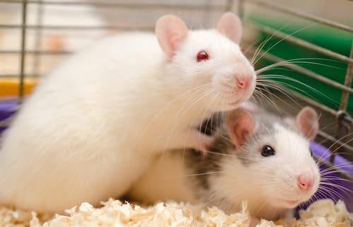 Empathie - Ratten in einem Käfig