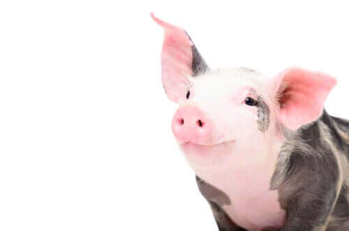 Veterinärimmunologie - lächelndes Schwein