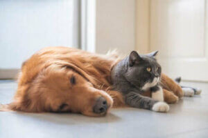 Wildkatzen in Gefangenschaft - Hund und Katze
