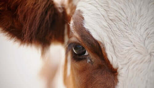 Veterinärimmunologie - Nahaufnahme einer Kuh