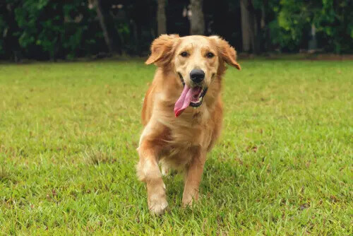 Hund rennt mit heraushängender Zunge
