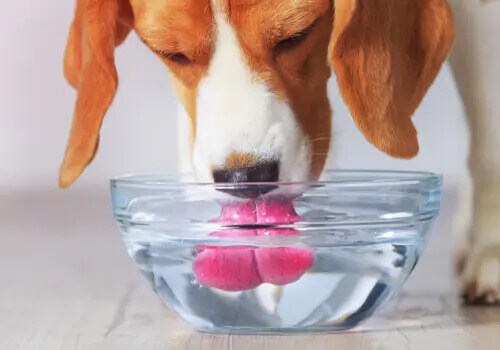 Hund trinkt viel Wasser: mögliche Ursachen