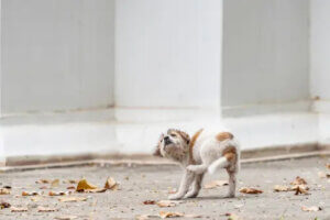 Räude bei Welpen: Ursachen und Symptome