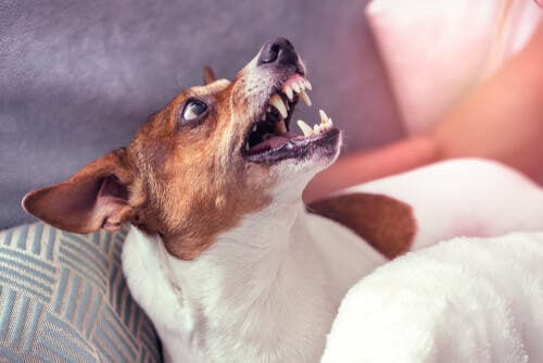 Verhaltensänderung bei deinem Hund