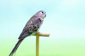 Bourkesittiche: Ihre Ernährung und ihr natürlicher Lebensraum