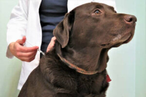 Diabetes bei Hunden: Die richtige Ernährung und Pflege