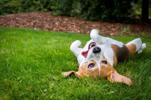 Warum wälzen sich Hunde gerne im Gras?