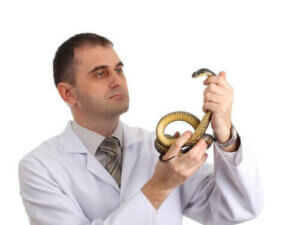 Reptilien als Haustiere: Das solltest du bedenken