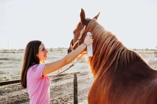 Ringelflechte bei Pferden: Diagnose und Behandlung